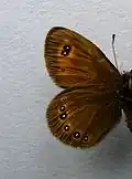 Erebia oeme  нижняя ♂