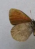 Erebia pandrose  нижняя