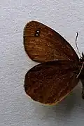 Erebia pluto  нижняя