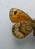 Erebia pronoe  нижняя ♀