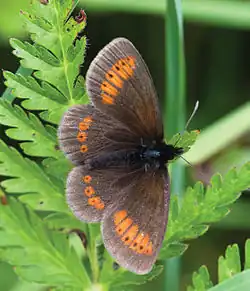 Erebia sudetica