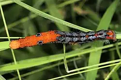 ...так и на теле гусеницы