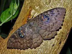 У бабочки Erebus walkeri глазчатые пятна есть как на передних крыльях взрослого насекомого...