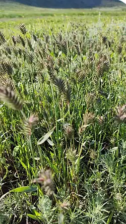 Мортук восточный