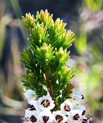 Erica calycina