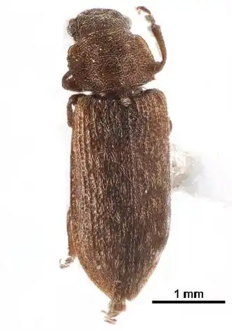 Ericmodes sylvaticus
