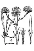 (Erigeron divergens)