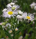 Erigeron annuus (Мелколепестник однолетний)