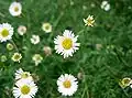 Erigeron karvinskianus (Мелколепестник Карвинского)