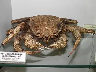 Erimacrus isenbeckii
