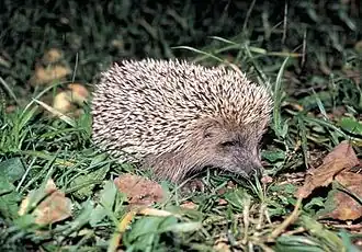 Амурский ёж в Лазовском природном заповеднике