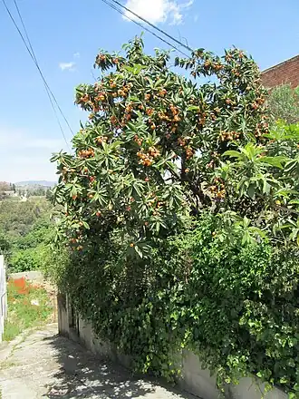 Эриоботрия японская (Eriobotrya japonica), общий вид плодоносящего растения. Испания