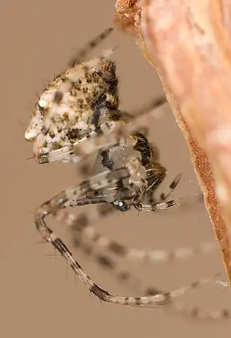 Самка Ero aphana