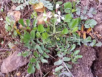 Eruca vesicaria. Общий вид цветущего растения.