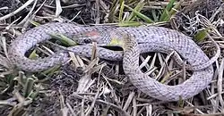 Erythrolamprus poecilogyrus