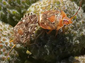 Esbenia major, спаривание