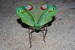 Глазчатые пятна на задних крыльях потревоженного кузнечика из рода Tanusia (вид сзади, нижняя сторона крыльев)