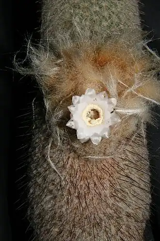 Espostoopsis dybowskii