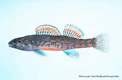 Etheostoma swaini