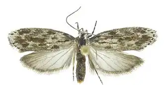 Ethmia berndkerni