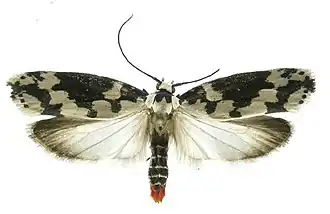 Ethmia stephenrumseyi