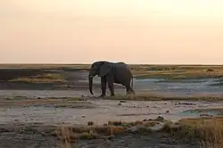 Африканский слон