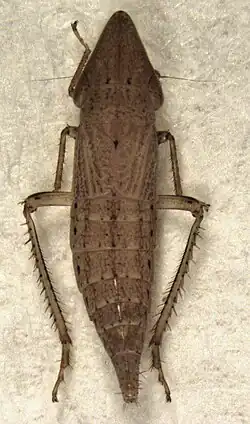 Euacanthella palustris (взрослая брахимптерная самка, длина около 7,8 мм)