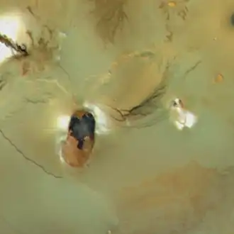 Гора Эвбея (сверху от центра) и патера Крейдне (тёмная) на снимке КА «Вояджер-1» 
(1979 г.)