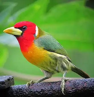 Андский эубукко, самец