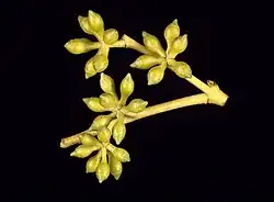 Цветочные бутоны