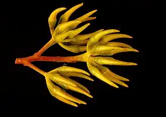 Цветочные почки