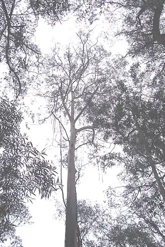 Общий вид растения.