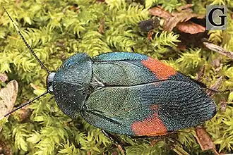 Eucorydia dasytoides, самец с Тайваня