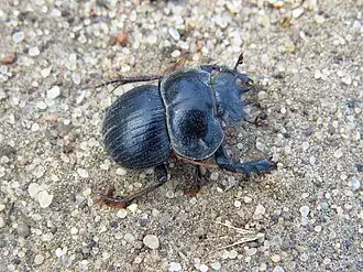 Eucranium planicolle