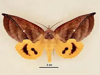 Eudocima aurantia