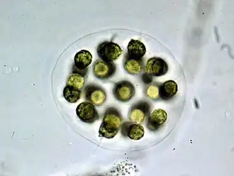 Колония эвдорины изящной