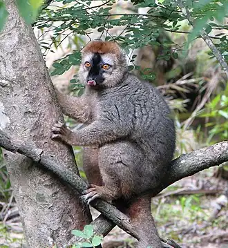 Обыкновенные лемуры