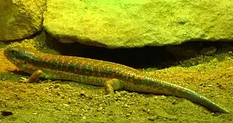 Gerrhosaurus nigrolineatus