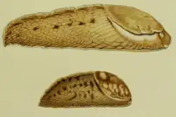 Особи с пятнами на светлом фоне