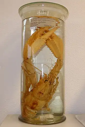 Eunephrops cadenasi