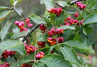 Бересклет европейский (Euonymus europaeus)