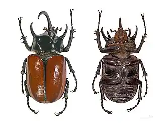 Самец Eupatorus gracillicornis