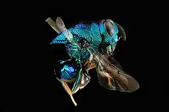 Euperilampus triangularis