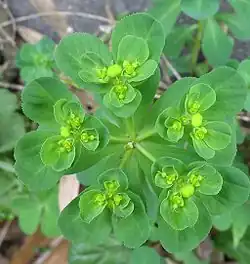 Плеохазий у молочая-солнцегляда (Euphorbia helioscopia)