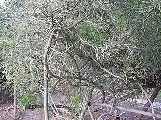 Общий вид растения