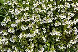 Очанка3 января 2017