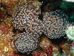 Euphyllia paraancora