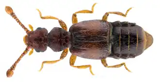 Жук Euplectus sanguineus