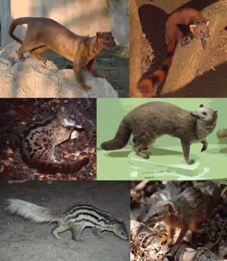 1-й ряд: фосса, кольцехвостый мунго;
2-й ряд: фаналука, мелкозубый мунго;
3-й ряд: мунго Грандидье, линейчатый мунго