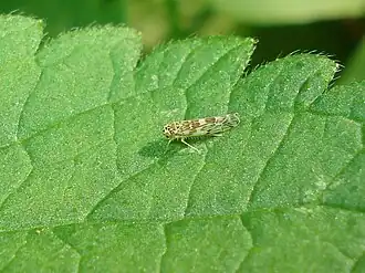 Цикадка на листе яснотки белой